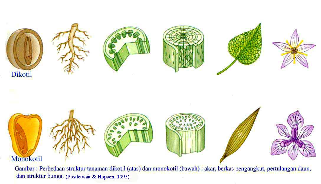 pinangan contoh kelapa palem musaceae pisang pisangan contoh pisang ...