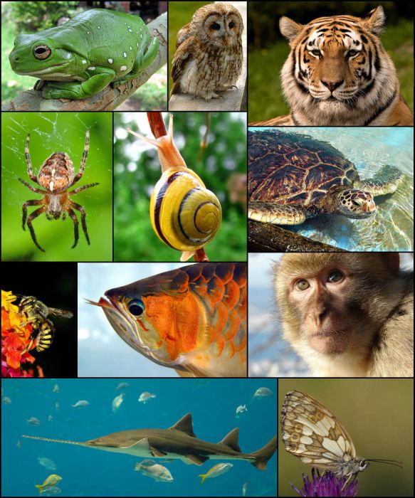 Ringkasann Plantae dan Animalia dan Ringkasan Kepadatan 